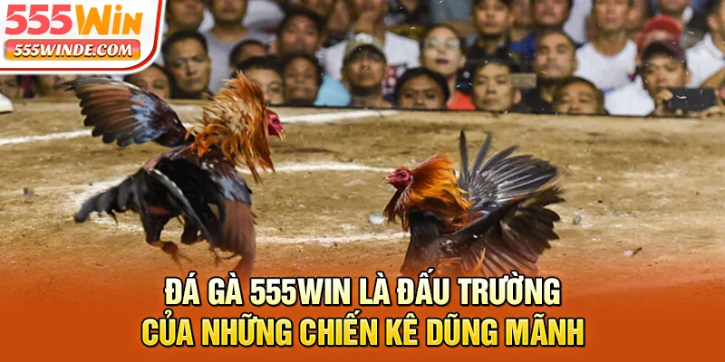 Đá gà 555win là đấu trường của những chiến kê dũng mãnh
