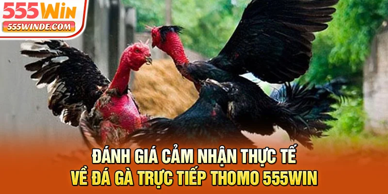 Đánh giá cảm nhận thực tế về đá gà trực tiếp Thomo 555win