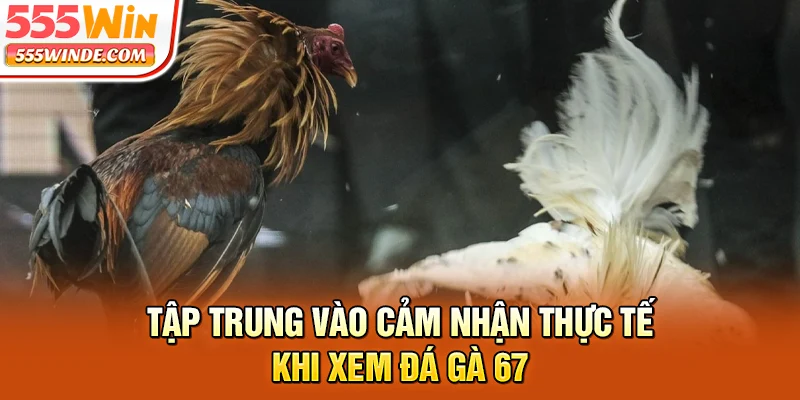 Tập trung vào cảm nhận thực tế khi xem đá gà 67